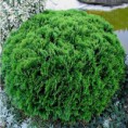 Thuja occidentalis "Danica" - tuja západná